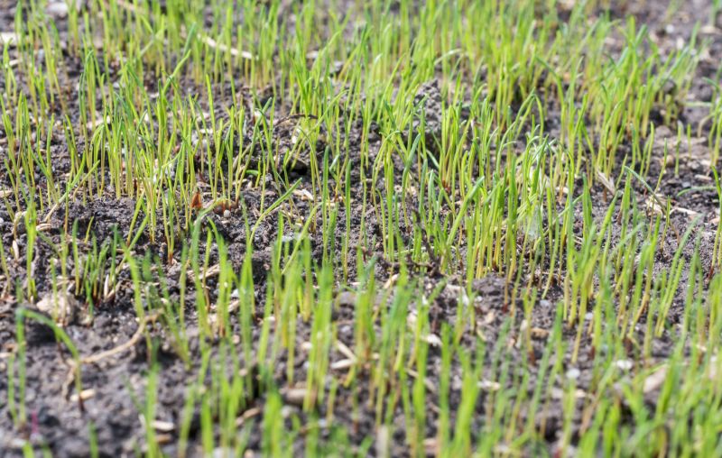 New Lawn Seeding in Ventura County, CA